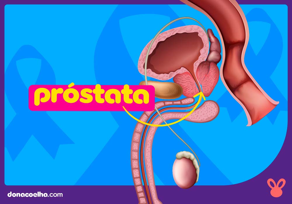 onde fica a prostata 1 Guia do Exame de próstata: tire suas dúvidas!